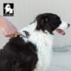 A person brushes the thick black and white fur of a Border Collie dog outdoors. The dog looks content with its mouth open. The Truelove brand logo is visible in the top left corner.
