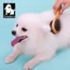 Truelove Bamboo Pet Brush with Boar Bristles - Dog Model A person brushes a happy, fluffy white dog resting on a light blue surface with the Truelove Bamboo Pet Brush – Stainless Steel Pins & Boar Bristles. The Truelove dog logo appears in the top left corner.