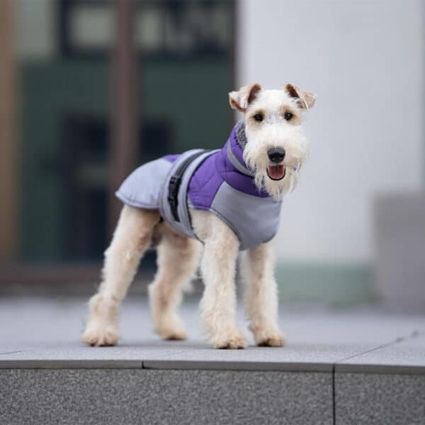 A wire fox terrier wears the Luxury Polyester Dog Coat - Designer Winter Pet Jacket in gray and purple, standing outdoors on concrete and looking at the camera with its mouth slightly open.
