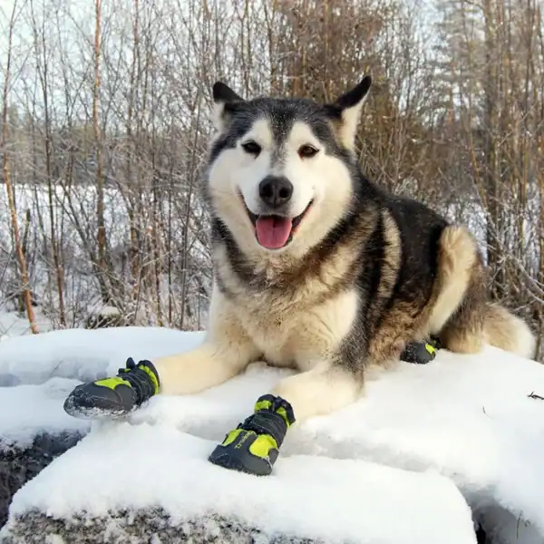 A husky lounges on snow with its tongue out, happily wearing Truelove Anti-Slip Dog Shoes with Hook & Loop TLS3961 in yellow and black on all four paws, surrounded by bare trees in a beautiful wintry landscape.