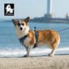 Truelove Easy On Off Dog Harness - Dual D-Rings TLH5656 6 A corgi in a blue Truelove Easy On/Off Dog Harness - Dual D-Rings TLH5656 stands on concrete by the ocean, with a blurry lighthouse in the background. The Truelove logo with a dog illustration appears in the top left corner.