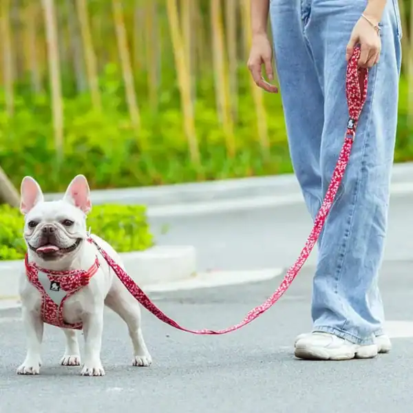 A white French Bulldog in a red Truelove Functional Dog Leash with Neoprene Handle TLL3112 stands on a paved path beside a person in blue jeans and white shoes, with greenery in the background.