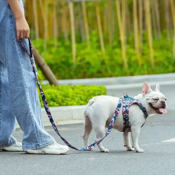 A person in wide-leg jeans stands on a street holding the Truelove Functional Dog Leash with Neoprene Handle TLL3112, attached to a small white French Bulldog in a colorful harness. The dog pants with its tongue out as green plants appear in the background.