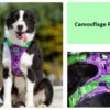 A black and white dog sits outdoors wearing the Truelove Reflective Camouflage Dog Harness TLH5653 in purple and green. Close-up highlights harness details. "Camouflage Purple" is displayed on a light green background.