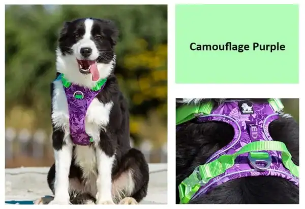 A black and white dog sits outdoors wearing the Truelove Reflective Camouflage Dog Harness TLH5653 in purple and green. Close-up highlights harness details. "Camouflage Purple" is displayed on a light green background.