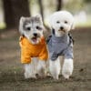 Two small dogs, one in a yellow and the other in a gray Waterproof Dog Raincoat - Reflective & Breathable Pet Jacket, walk side by side outdoors on a dirt path surrounded by trees.