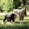 Two dogs wearing the Waterproof Windproof Dog Jacket—one in black, one in light purple—stand on grass in a sunny park with trees and greenery in the background.