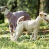 Two dogs stand on grass in a sunlit park, both wearing the Waterproof Windproof Dog Jacket—one is a slender greyhound in lavender, the other a terrier in cream. Trees and greenery create a lush background.
