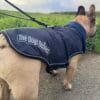 A tan dog in a navy blue, waterproof TDB Element Jacket, fleece-lined and branded with "The Dogs Business," walks on a lead beside green grass under a cloudy sky.