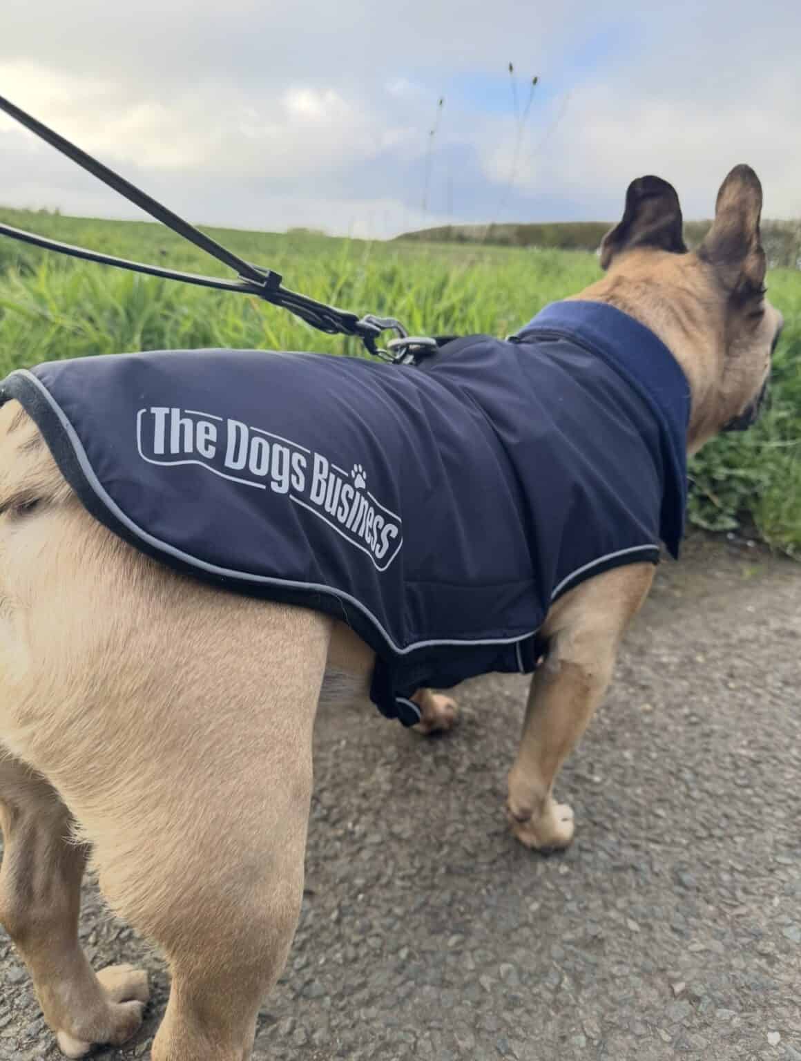 A tan dog in a navy blue, waterproof TDB Element Jacket, fleece-lined and branded with "The Dogs Business," walks on a lead beside green grass under a cloudy sky.