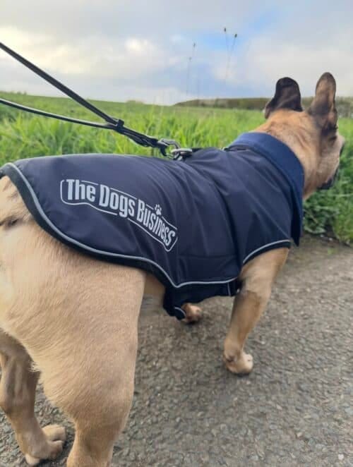 A tan dog in a navy blue, waterproof TDB Element Jacket, fleece-lined and branded with "The Dogs Business," walks on a lead beside green grass under a cloudy sky.