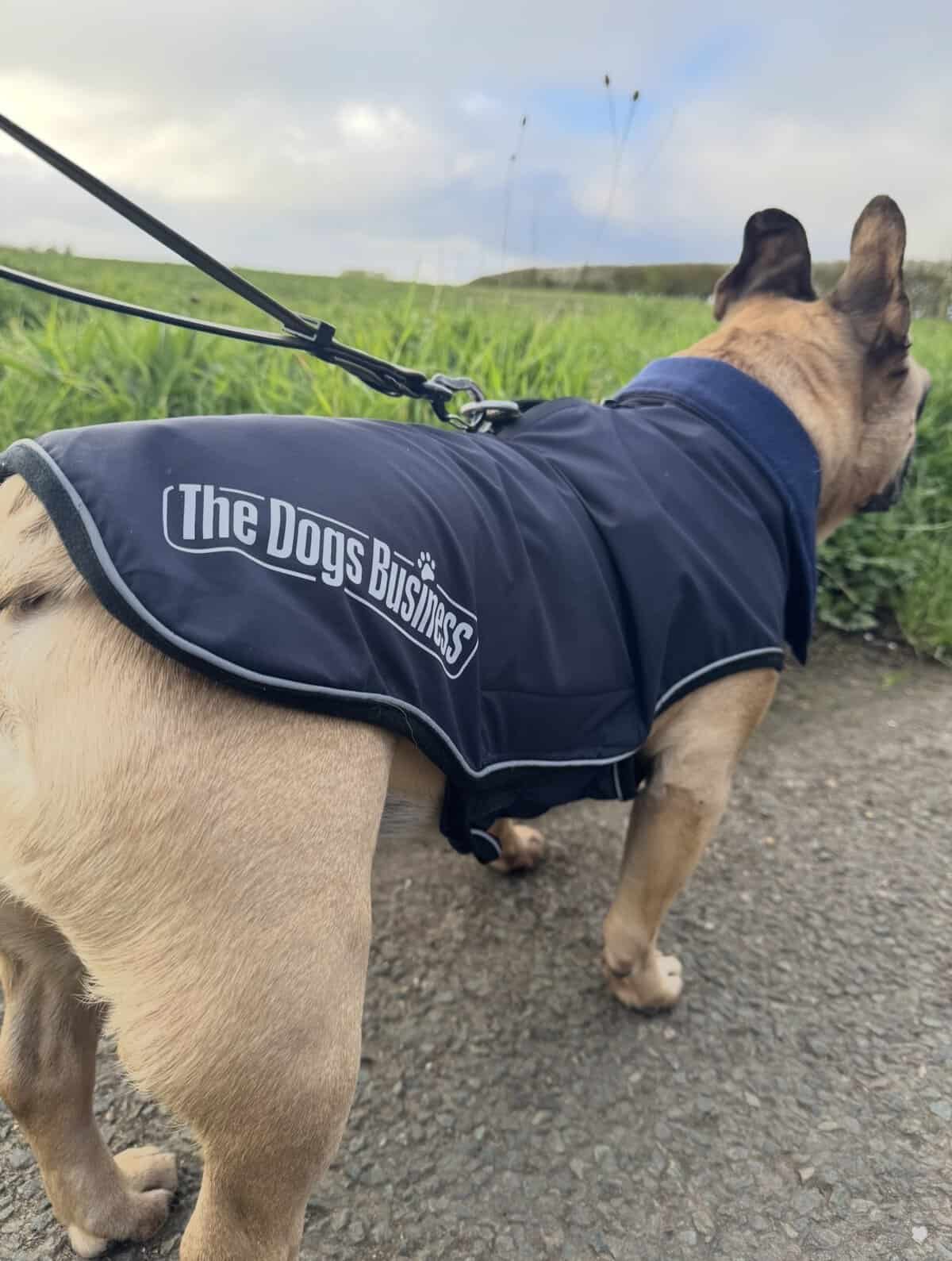 A tan dog in a navy blue, waterproof TDB Element Jacket, fleece-lined and branded with "The Dogs Business," walks on a lead beside green grass under a cloudy sky.