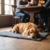 A golden retriever lounges on The Dog’s Business Heritage Travel Mat on a wooden pub floor, as three people sit by the window, enjoying drinks and conversation.