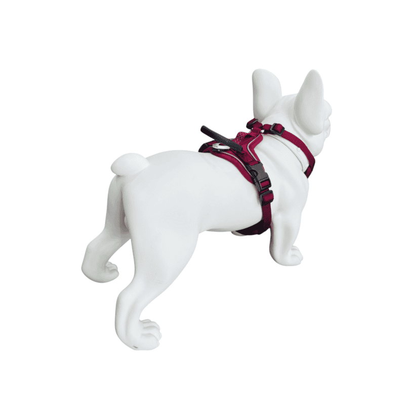 A white French Bulldog, facing away and looking to the right against a plain white background, wears the OBRIY Anatomical Harness in red.