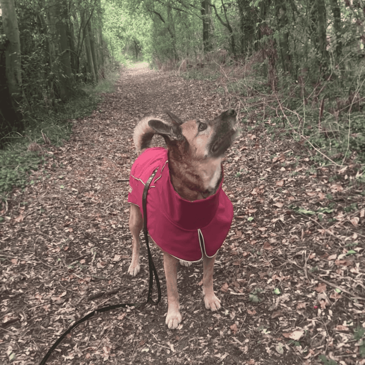 Coastal Jacket - Image 8
